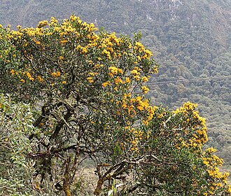 Gaiadendron punctatum: A heavily (likely fatally) infected tree above Papallacta Hotsprings, Ecuador.