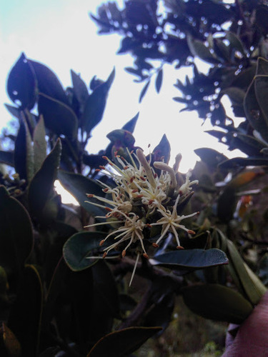 Gaiadendron punctatum (Gaiadendron punctatum)
