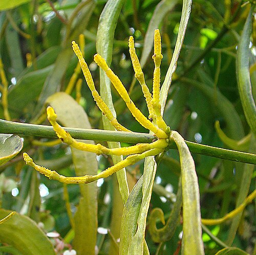 Gaiadendron punctatum: Flower of the hemiparasite, from near Boquete, Panama. In context at www.dixpix.ca/meso_america/Flora/mixed/index.html