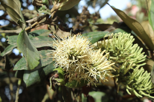 Gaiadendron punctatum (Gaiadendron punctatum)