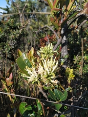 Gaiadendron punctatum (Gaiadendron punctatum)