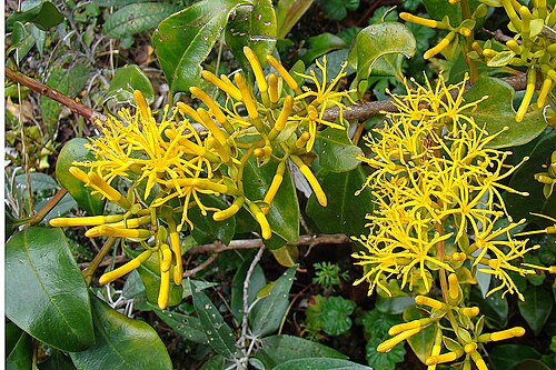Gaiadendron punctatum: A hemiparasite which favors wet mountains from Nicaragua to Bolivia. Photo from Volcan Baru, western Panama. In context at www.dixpix.ca/meso_america/Flora/mixe