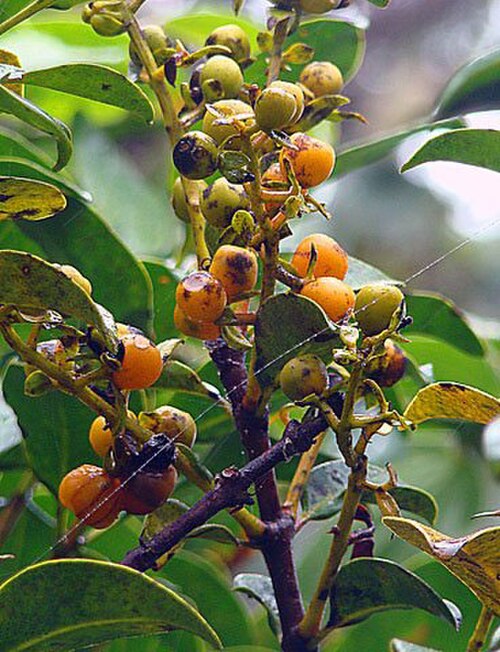 Gaiadendron punctatum: Fruit of a mountain hemiparasite in western Panama. Said to taste like mango. In context at www.dixpix.ca/meso_america/Flora/mixed/index.html