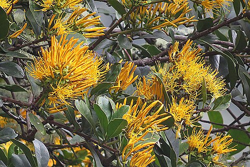 Gaiadendron punctatum: A common parasite of mountain trees in Central and South America. Photo from Cayambe-coca Park, Ecuador, where it is kown as Ichul. In context at www.dixpix.ca/