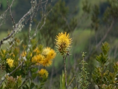 Gaiadendron punctatum (Gaiadendron punctatum)