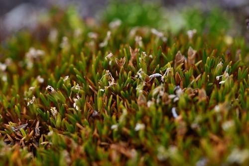Gaimardia australis (Gaimardia australis)