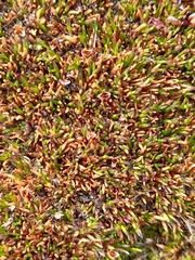 Gaimardia australis (Gaimardia australis)