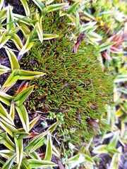 Gaimardia australis (Gaimardia australis)