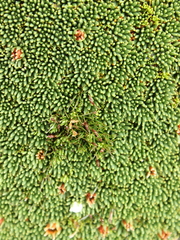 Gaimardia setacea (Gaimardia setacea)