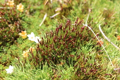 Gaimardia setacea (Gaimardia setacea)