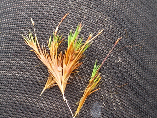 Gaimardia setacea (Gaimardia setacea)
