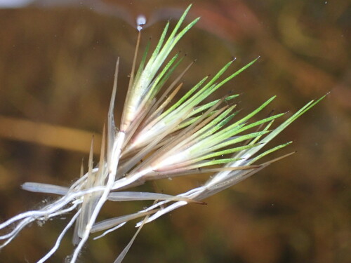 Gaimardia setacea (Gaimardia setacea)