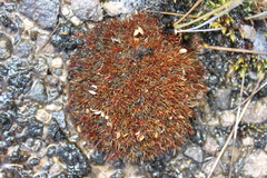 Gaimardia setacea (Gaimardia setacea)