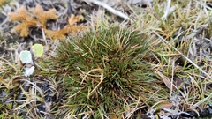 Gaimardia setacea (Gaimardia setacea)