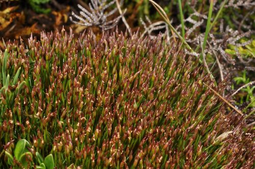 Gaimardia setacea (Gaimardia setacea)