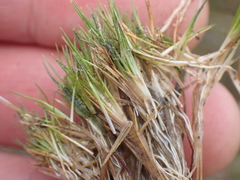 Gaimardia setacea (Gaimardia setacea)