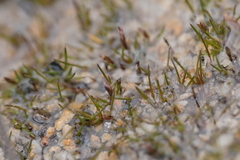Gaimardia setacea (Gaimardia setacea)