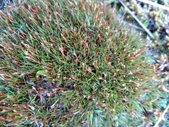 Gaimardia setacea (Gaimardia setacea)