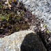 Gaimardia setacea (Gaimardia setacea)
