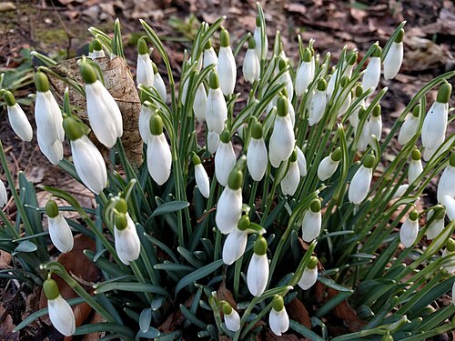 Common snowdrop: Flora of Overbosch