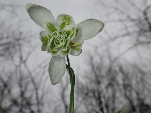 Common snowdrop (Galanthus nivalis)