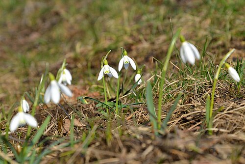 Common snowdrop: Galanthus nivalis