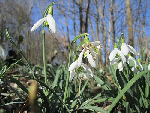Common snowdrop: Kleines Schneeglöckchen ( Galanthus nivalis ) im Naturschutzgebiet „St. Arnualer Wiesen“