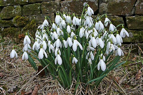 Common snowdrop: Snowdrops in Lothersdale Churchyard
