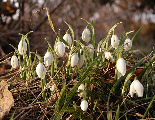 Common snowdrop: Galanthus Nivalis