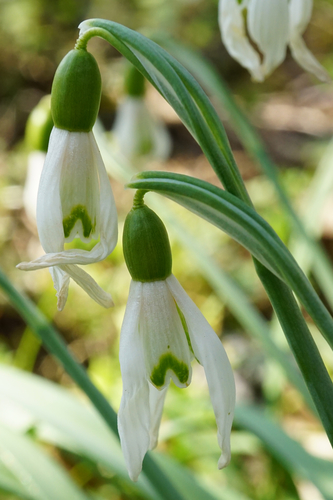 Common snowdrop (Galanthus nivalis)