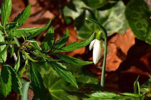 Common snowdrop (Galanthus nivalis)