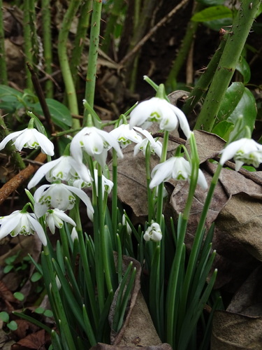 Common snowdrop (Galanthus nivalis)