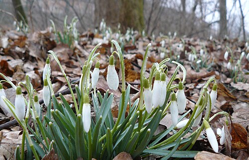 Common snowdrop: Galanthus nivalis (przebiśnieg) w Słomowie. 10 marca 2012r.