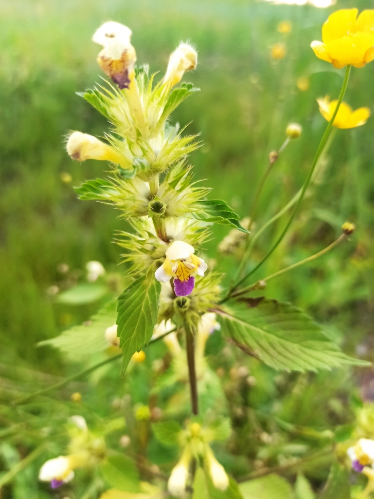 Edmonton hempnettle (Galeopsis speciosa)