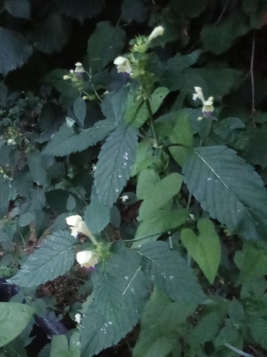 Edmonton hempnettle (Galeopsis speciosa)