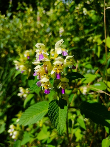 Edmonton hempnettle (Galeopsis speciosa)
