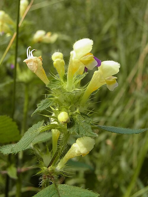 Edmonton hempnettle: Bunter Hohlzahn ( Galeopsis speciosa ), Buchhorst bei Braunschweig