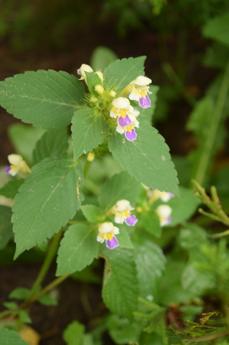 Edmonton hempnettle (Galeopsis speciosa)