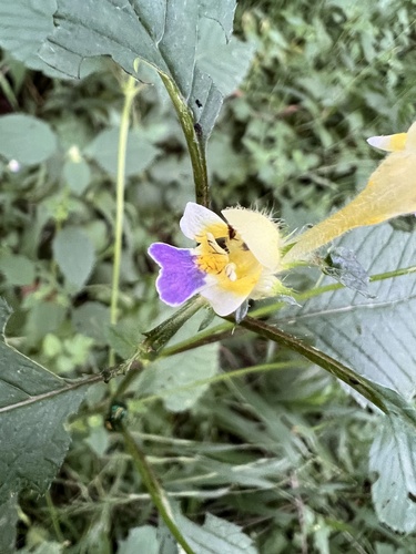 Edmonton hempnettle (Galeopsis speciosa)