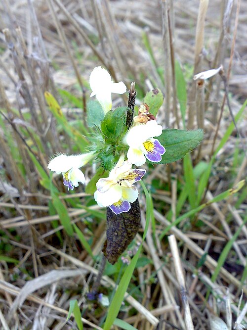 Edmonton hempnettle: Galeopsis speciosa in barley field, Bogstad, Oslo, Norway.