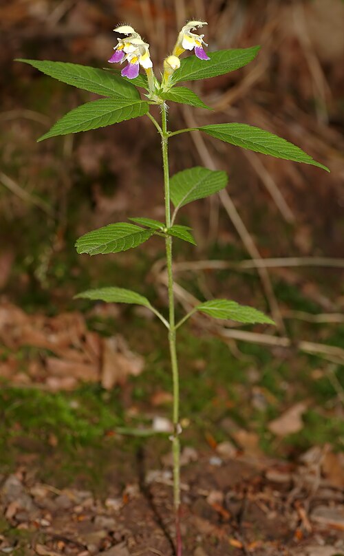 Edmonton hempnettle: This image shows a Large-flowered Hemp-nettle plant ( Galeopsis speciosa ). Thanks to Franz Xaver for identifying this plant.