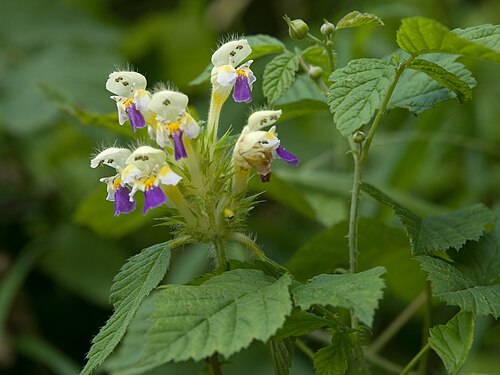 Edmonton hempnettle: Galeopsis speciosa, Picture taken in Bavaria in the valley of the Mangfall Bunter Hohlzahn Galeopsis speciosa, aufgenommen im Mangfalltal, Bayern