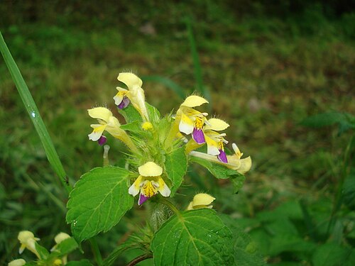 Edmonton hempnettle: Large-flowered Hemp-nettle (Galeopsis speciosa). Found in Riga town, Latvia