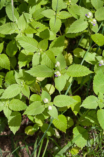 Edmonton hempnettle (Galeopsis speciosa)