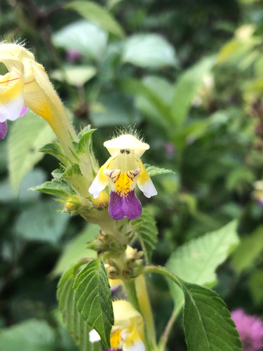 Edmonton hempnettle (Galeopsis speciosa)