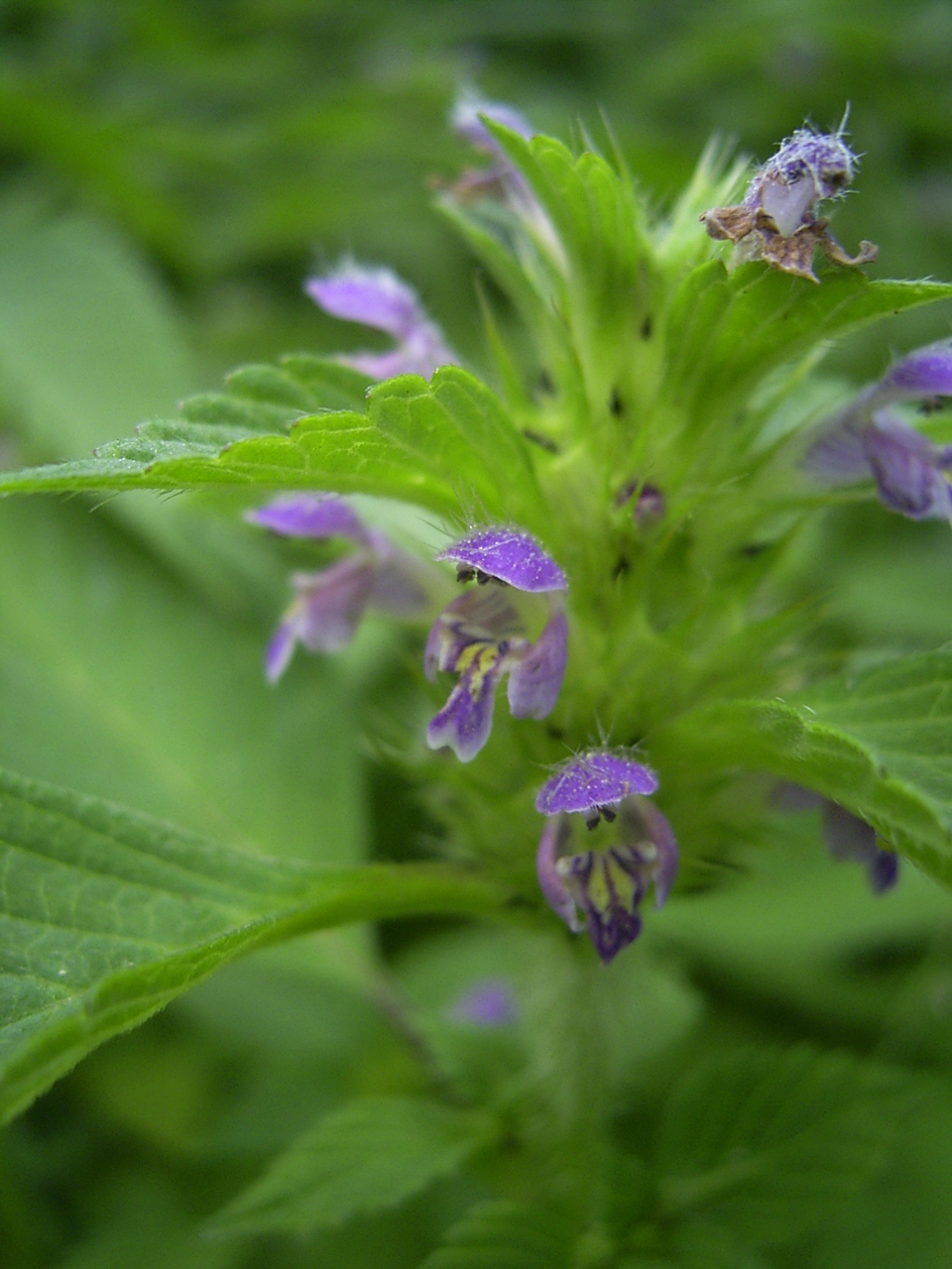 Brittlestem hempnettle (Galeopsis tetrahit)