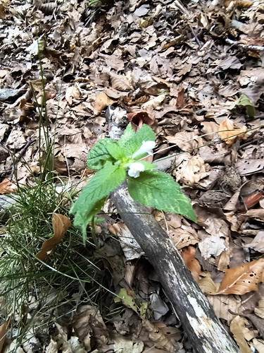 Brittlestem hempnettle (Galeopsis tetrahit)