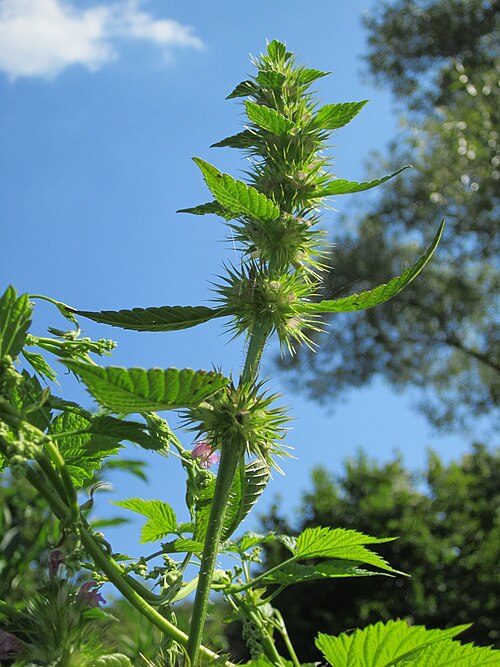 Brittlestem hempnettle: Gemeiner Hohlzahn ( Galeopsis tetrahit ) in den Horststückern im Landschaftsgebiet „Hockenheimer Rheinbogen“