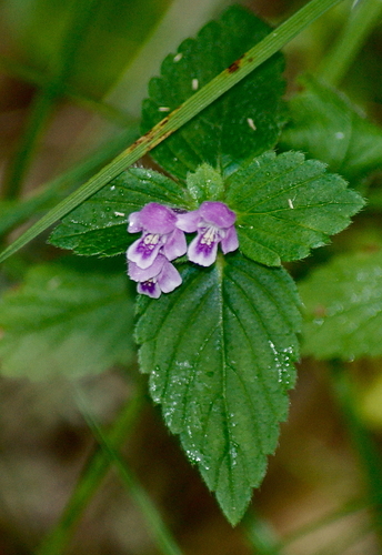 Brittlestem hempnettle (Galeopsis tetrahit)