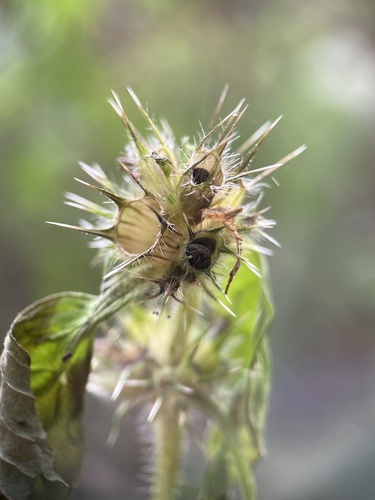 Brittlestem hempnettle (Galeopsis tetrahit)